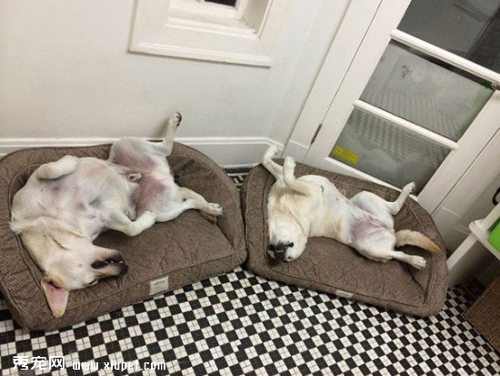 dog-best-friends-3__605