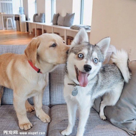 dog-best-friends-14__605
