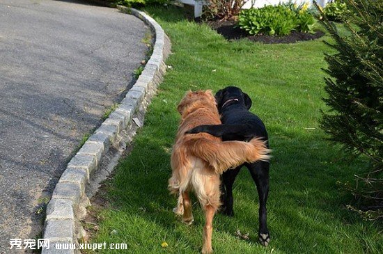 dog-best-friends-310__605