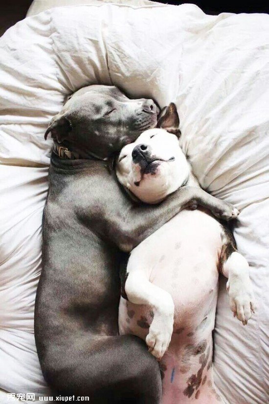 dog-best-friends-16__605