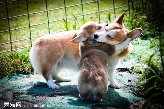 dog-best-friends-22__605