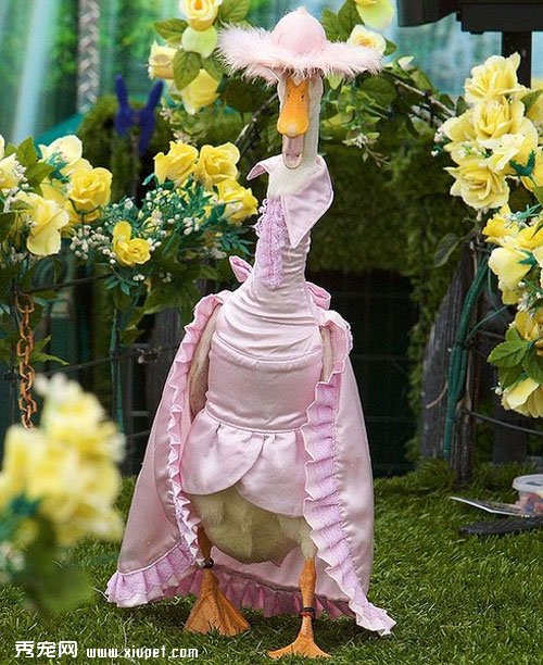 ����ʱװ�㡪��Ѽ�ӽ��չ