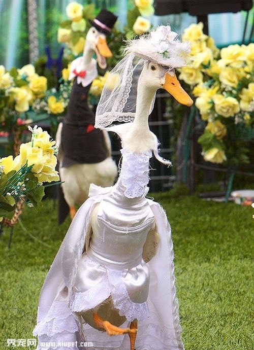 ����ʱװ�㡪��Ѽ�ӽ��չ