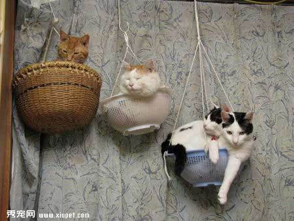 ������èͼƬ��è���������ѵ��ճ�