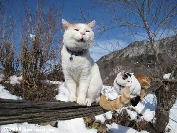 ������èͼƬ��è���������ѵ��ճ�