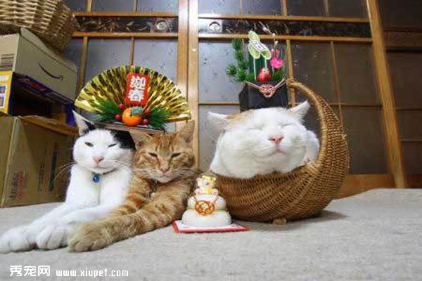 ������èͼƬ��è���������ѵ��ճ�