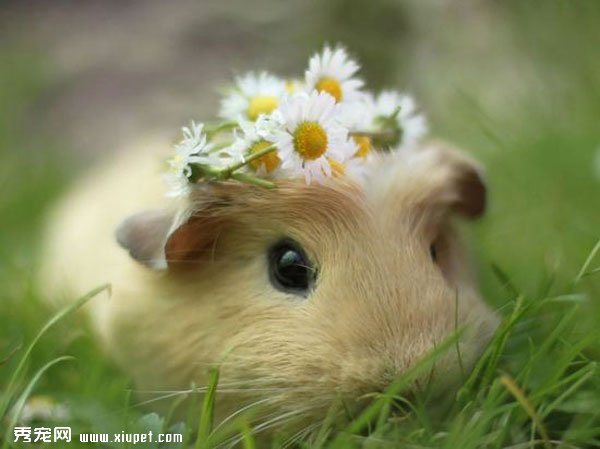 ���ȳ�ʱ�еĳ��������Booboo