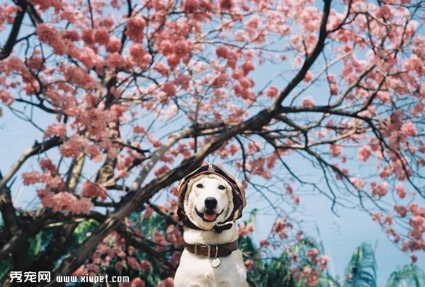 ��Ϊһ������ǿ���Ҹ�����һֱЦ��ȥ