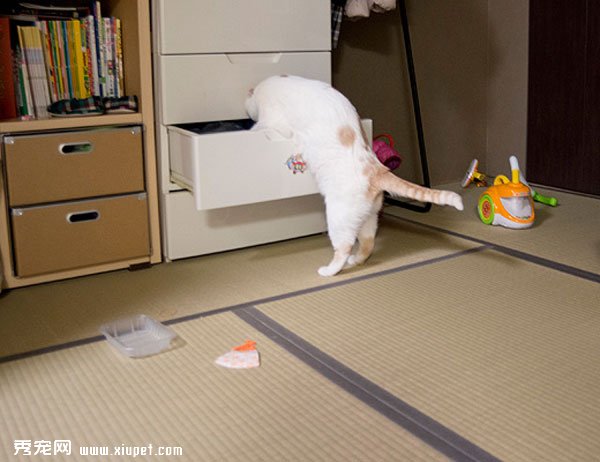 �ո����۶�èPokke���ճ�