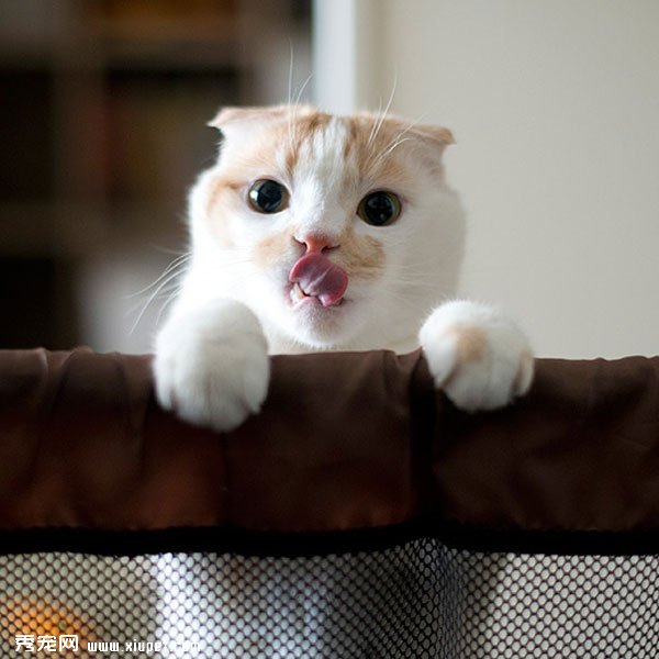 �ո����۶�èPokke���ճ�