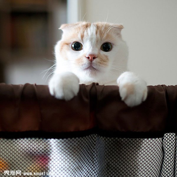 �ո����۶�èPokke���ճ�