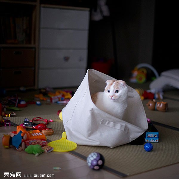 �ո����۶�èPokke���ճ�