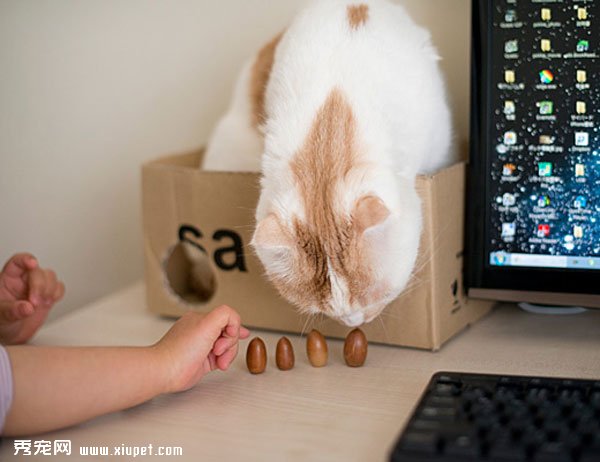 �ո����۶�èPokke���ճ�