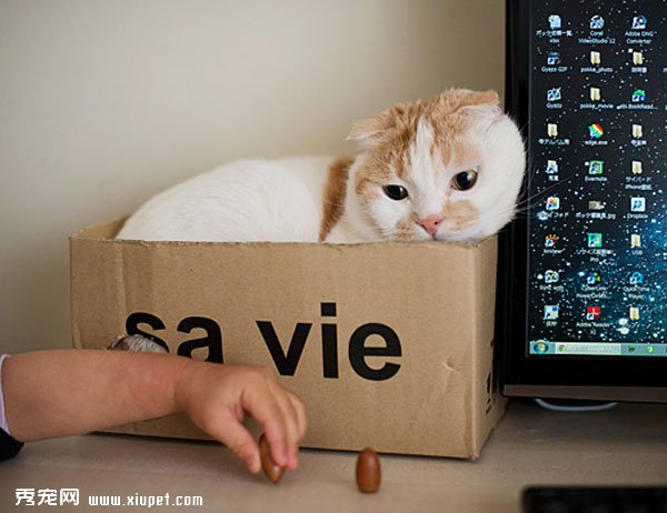 �ո����۶�èPokke���ճ�