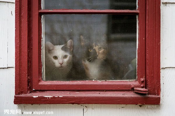 �������˹�ҵ�С��è