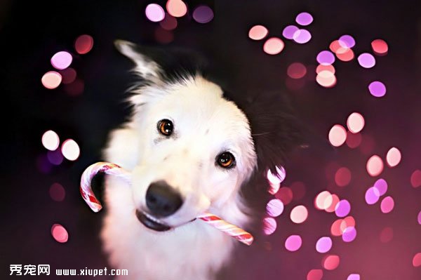 ���˹�Ҳ��Ψ��˲��