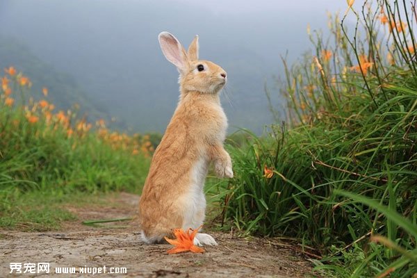 ������Ӱʦ��ͷ�µ�����