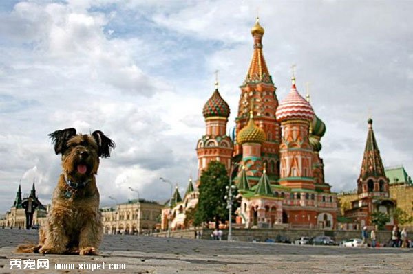 ��������ĳ���С��Oscar
