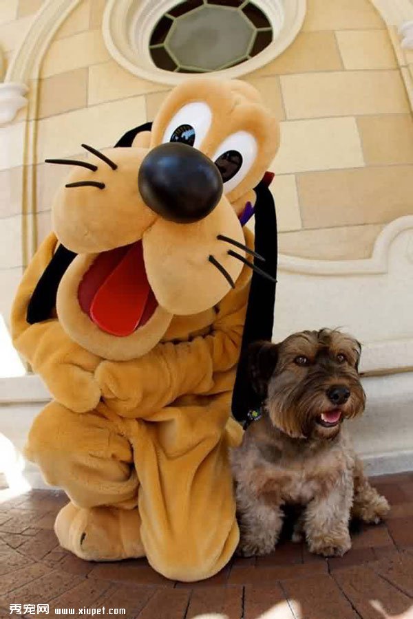 ��������ĳ���С��Oscar