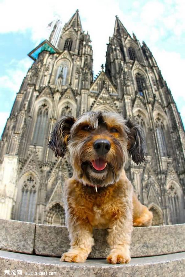 ��������ĳ���С��Oscar