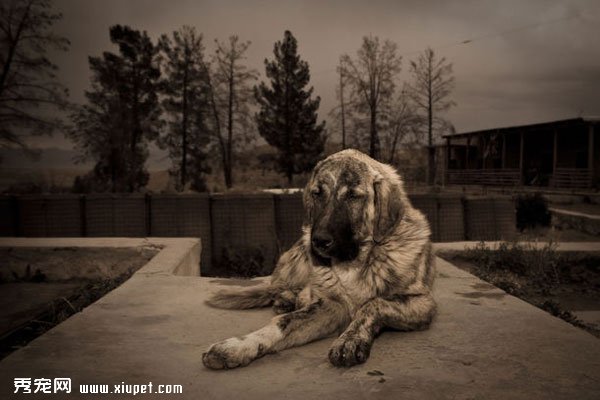 Photo gallery�������ߵĳ��ﹷ��ͼƬ