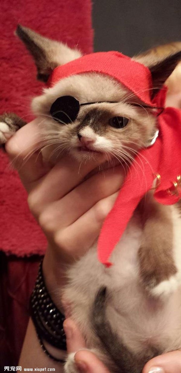 ��������èSir Stuffington������������Ե�����