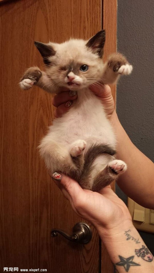 ��������èSir Stuffington������������Ե�����