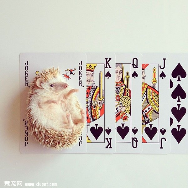 �����пյ�С���Darcy