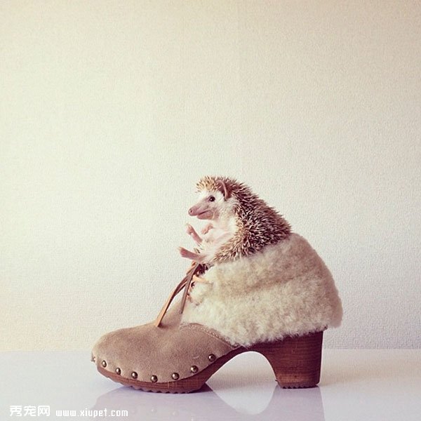�����пյ�С���Darcy