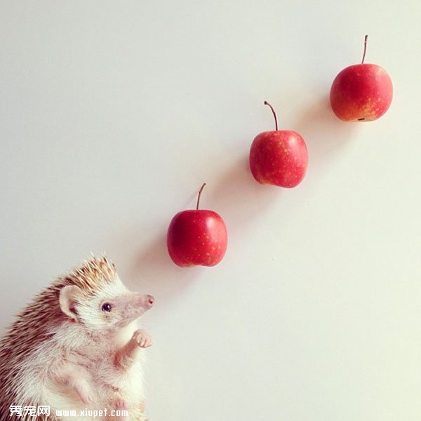 �����пյ�С���Darcy