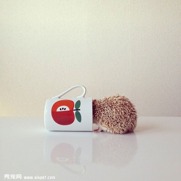 �����пյ�С���Darcy