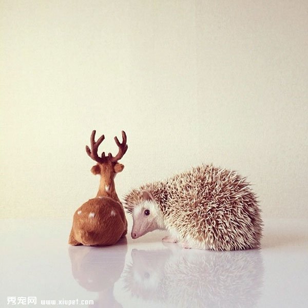 �����пյ�С���Darcy