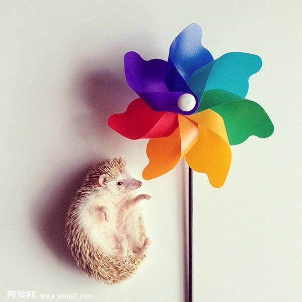 �����пյ�С���Darcy