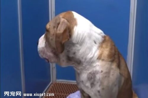 ���ﹷ������BB��Ϲ�����������е���