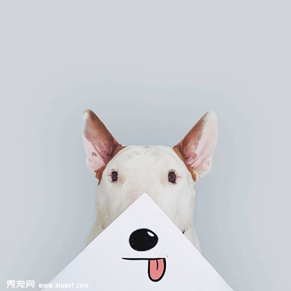 ��ţͷ��ͼƬ�����廭ʦ�����ȹ�