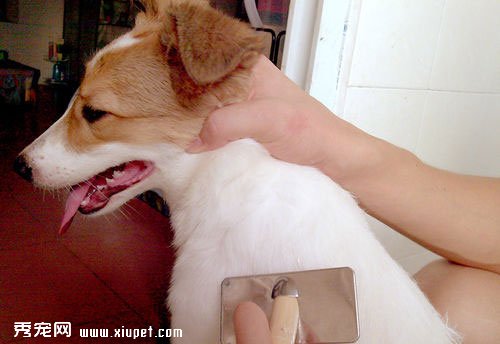 ������ϴ�衿���ﹷϴ���ʮ���輰ע������