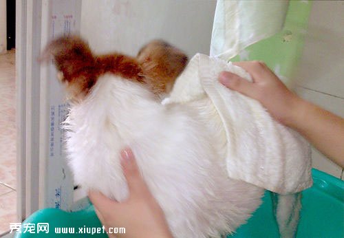 ������ϴ�衿���ﹷϴ���ʮ���輰ע������
