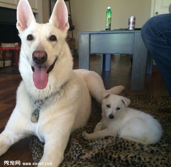 �䲻�����ˣ�ȴʤ�����˵���ܰ����