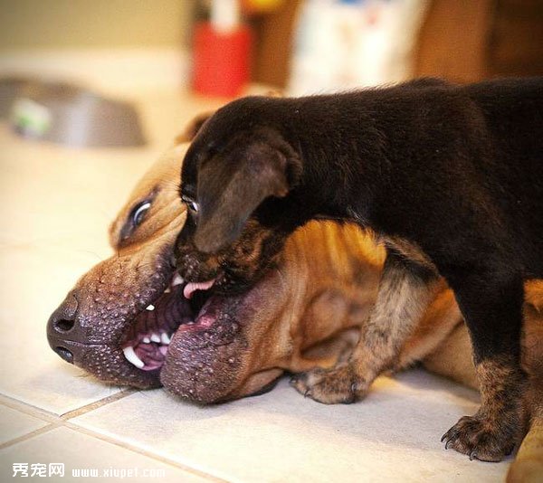 �䲻�����ˣ�ȴʤ�����˵���ܰ����