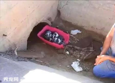 ��֮��ˮ���Ŀ��� �����������7ֻС��