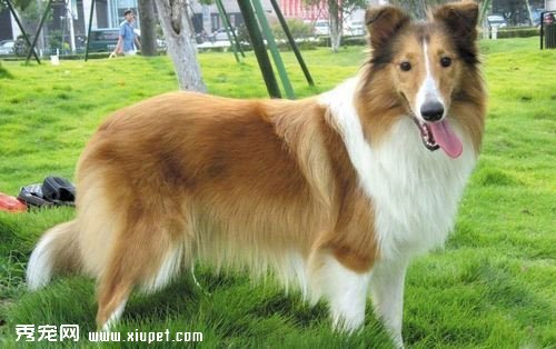 �ո�������Ȯ�����֢״������