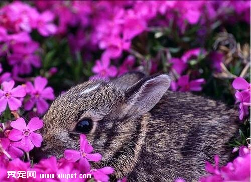 ������ͼƬ�����üݵ�