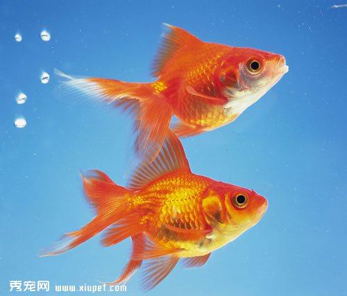 ����������ѡ�������Ľ��㣿