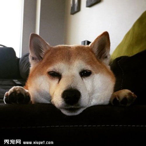 ÿ��Ц�ݱ�����һ������