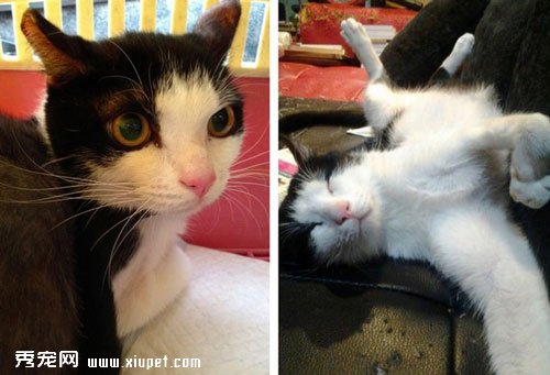 �û滭Ϊ����è�Ҽ� ���������˱�����������