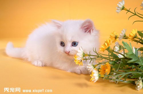 ��˹è�ڲ�ͬ�ĳ�����ô����ѵ����