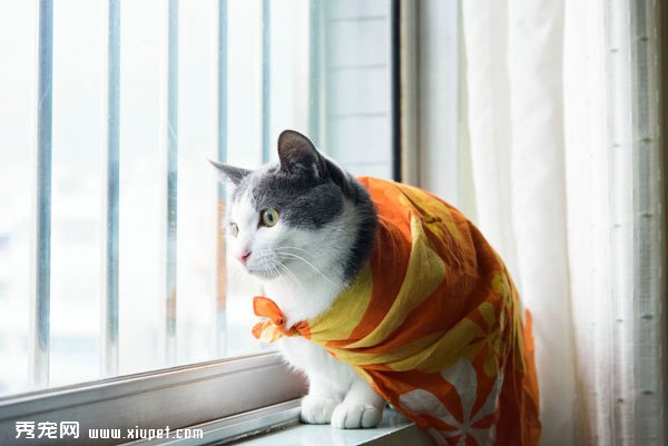 ���Ϻ�ɫս�۵ĳ���Сè