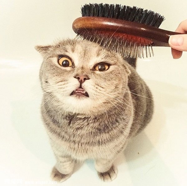 ��ϲ��������ͷ���ո����۶�è