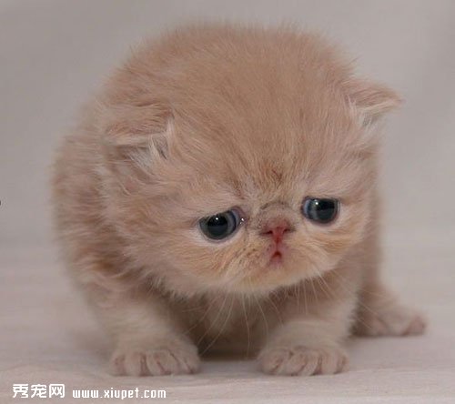 ����ĥצ���ո����۶�è�����ԣ������ܸı䡣�����۶�è��ĵط���ץ������ϲ��ץɳ���������ɳ�������˶�þ��Ѿ��˺������ˣ���Ҳ�Ƿǳ�����ͷ�۵����顣��Ϊ�۶�è����������Ҫ����è������ԣ���Σ�Ϊ���۶�è�ܸ���г���ڼ�����������ͨ��һЩ��ʩ���ĵ��۶�èץɳ���Ļ�ϰ�ߡ�