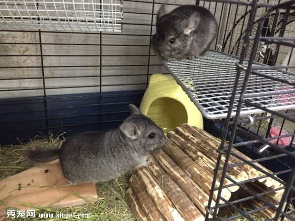 �ձ���è�����е�����
